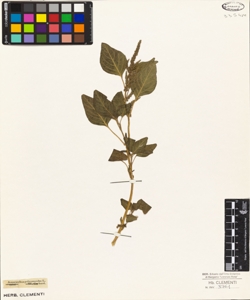 Amaranthus polygonoides L.