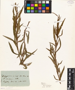 Polygonum minus Ait.Kow.W.