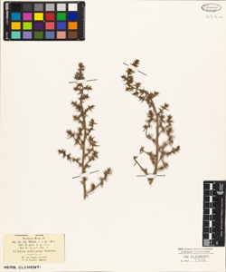 Salsola kali L.