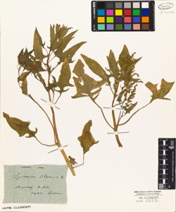 Spinacia oleracea L.