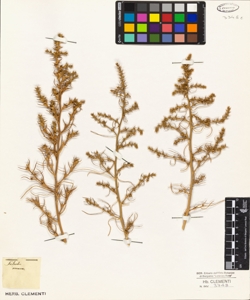 Salsola rosacea