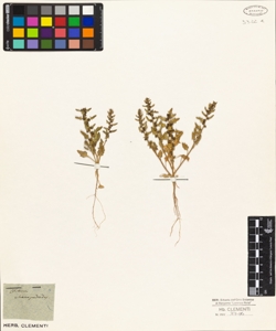 Blitum chenopodioides