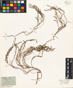 Salicornia fruticosa