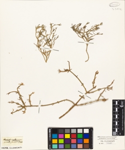 Mesembryanthemum geniculiflorum L.