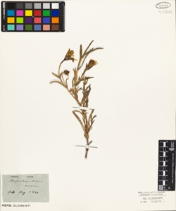 Mesembryanthemum aureum