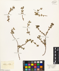 Mesembryanthemum echinatum