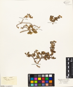 Mesembryanthemum deltoides