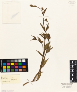 Calyxhymenia agregata