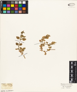 Mesembryanthemum cordifolium