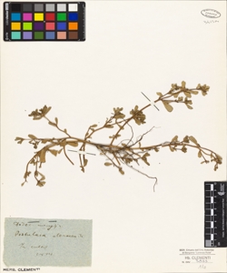 Portulaca oleracea