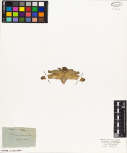 Mesembryanthemum linguiforme