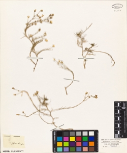 Cerastium suffruticosum