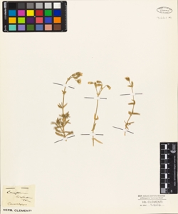 Cerastium hirsutum Ten.