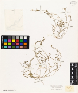 Corrigiola littoralis