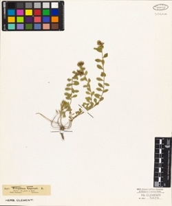 Telephium imperati L.