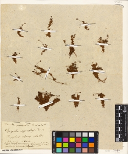 Spergula saginoides L.