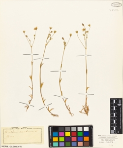 Cerastium monticum L.