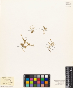 Arenaria abietina Presl.