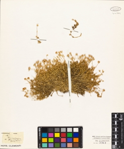 Arenaria grandiflora