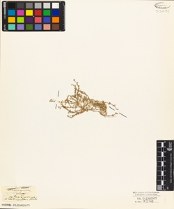 Arenaria sphaerocarpa