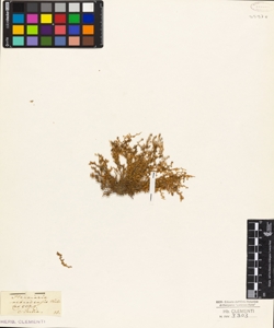 Herniaria nebrodensis Mihi