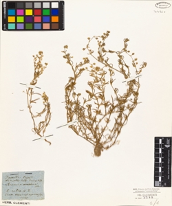 Arenaria marina All.