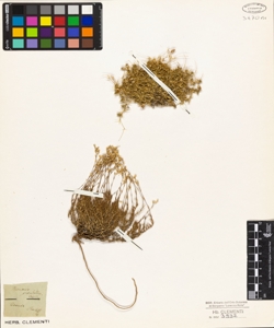 Arenaria grandiflora L.