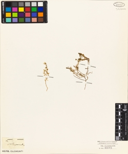 Arenaria polygonoides