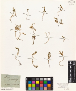 Arenaria polygonoides ***