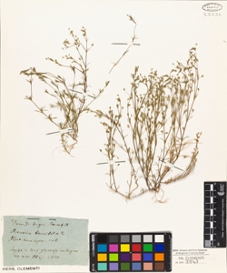 Arenaria tenuifolia L.