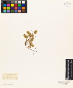 Illecebrum capitatum