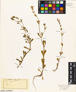 Silene gallica L.