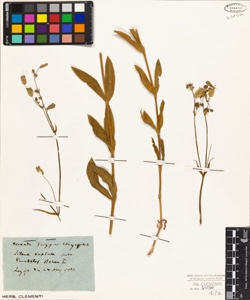 Silene inflata Smith.