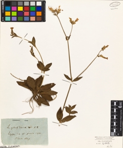 Lychnis dioica W. B. L.