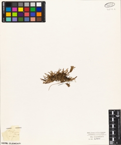 Silene humilis Wulf.