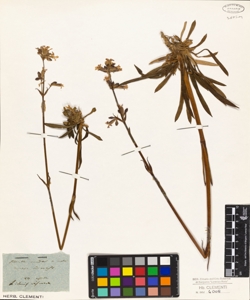 Lychnis viscaria
