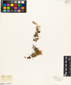 Ceratophyllum submersum