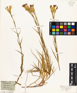 Dianthus monspessulanus