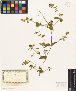 Cucubalus baccifer L.