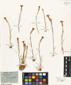 Dianthus caryophyllus