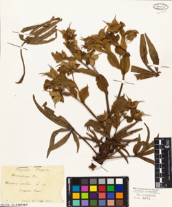 Helleborus foetidus L.