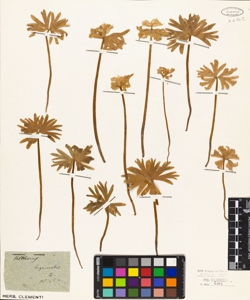 Helleborus hyemalis L.