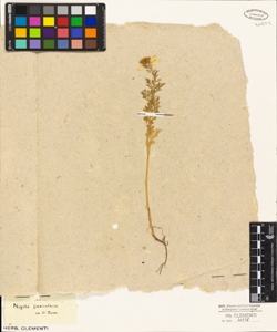 Nigella foeniculacea