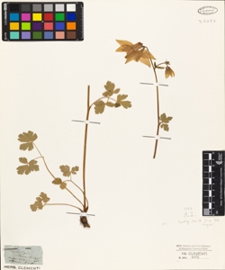 Aquilegia sternbergii