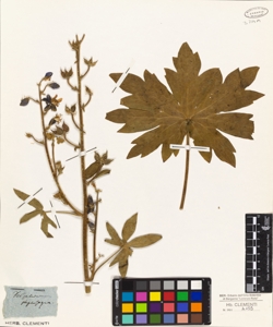 Delphinium staphisagria