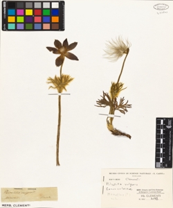 Pulsatilla vulgaris