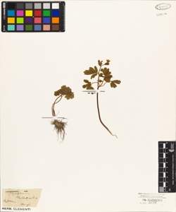 Isopyrum thalictroides