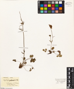 Aquilegia pyrenaica DC.