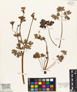 Aquilegia viridiflora