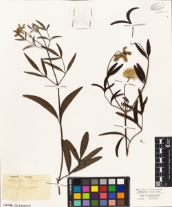 Clematis angustifolia